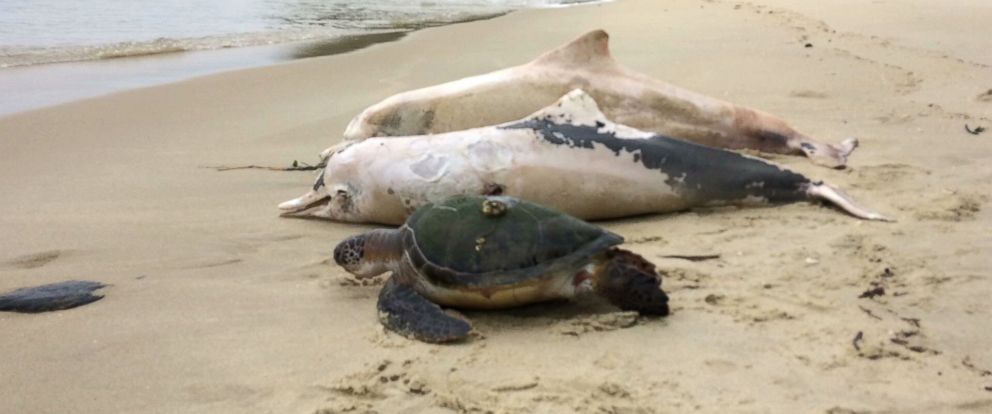 brazil-dead-dolphins2-ht-mem-180104_12x5_992