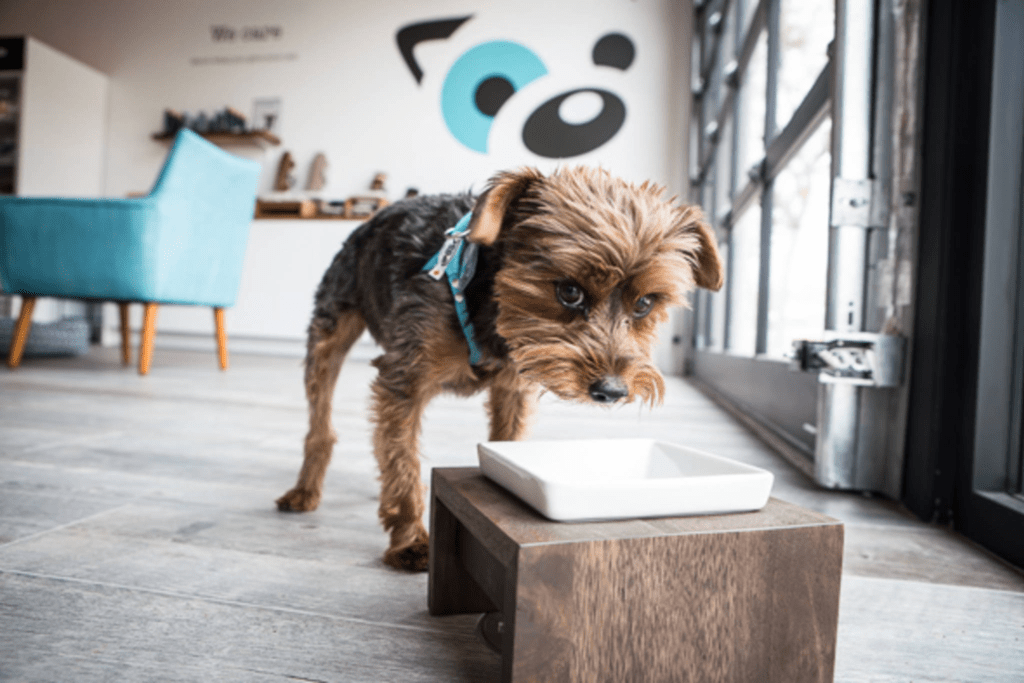 Top 5 Dog Cafes to Visit on a Date