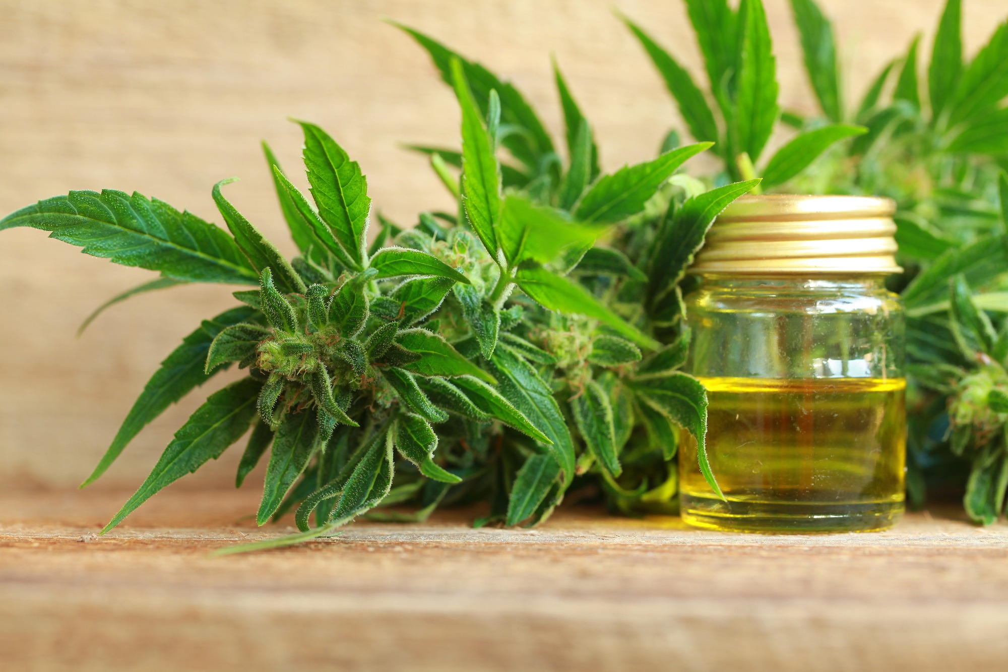 Get the Truth About CBD: 7 Little Known Facts About