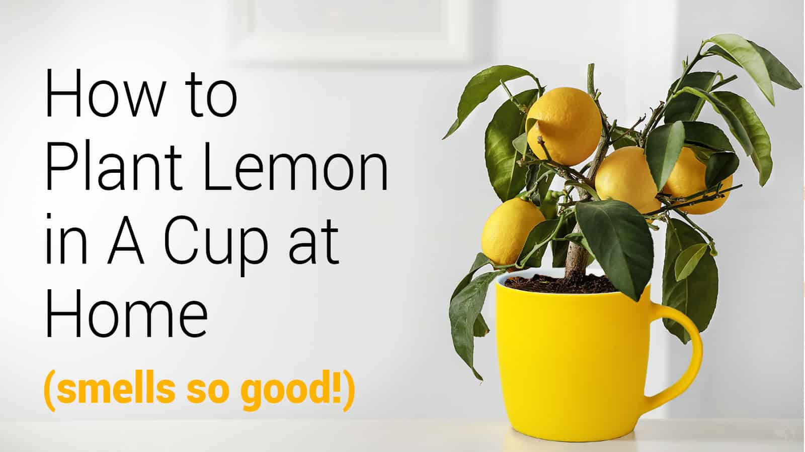 How-to-Plant-Lemon-in-A-Cup-at-Home-smells-so-good.jpg