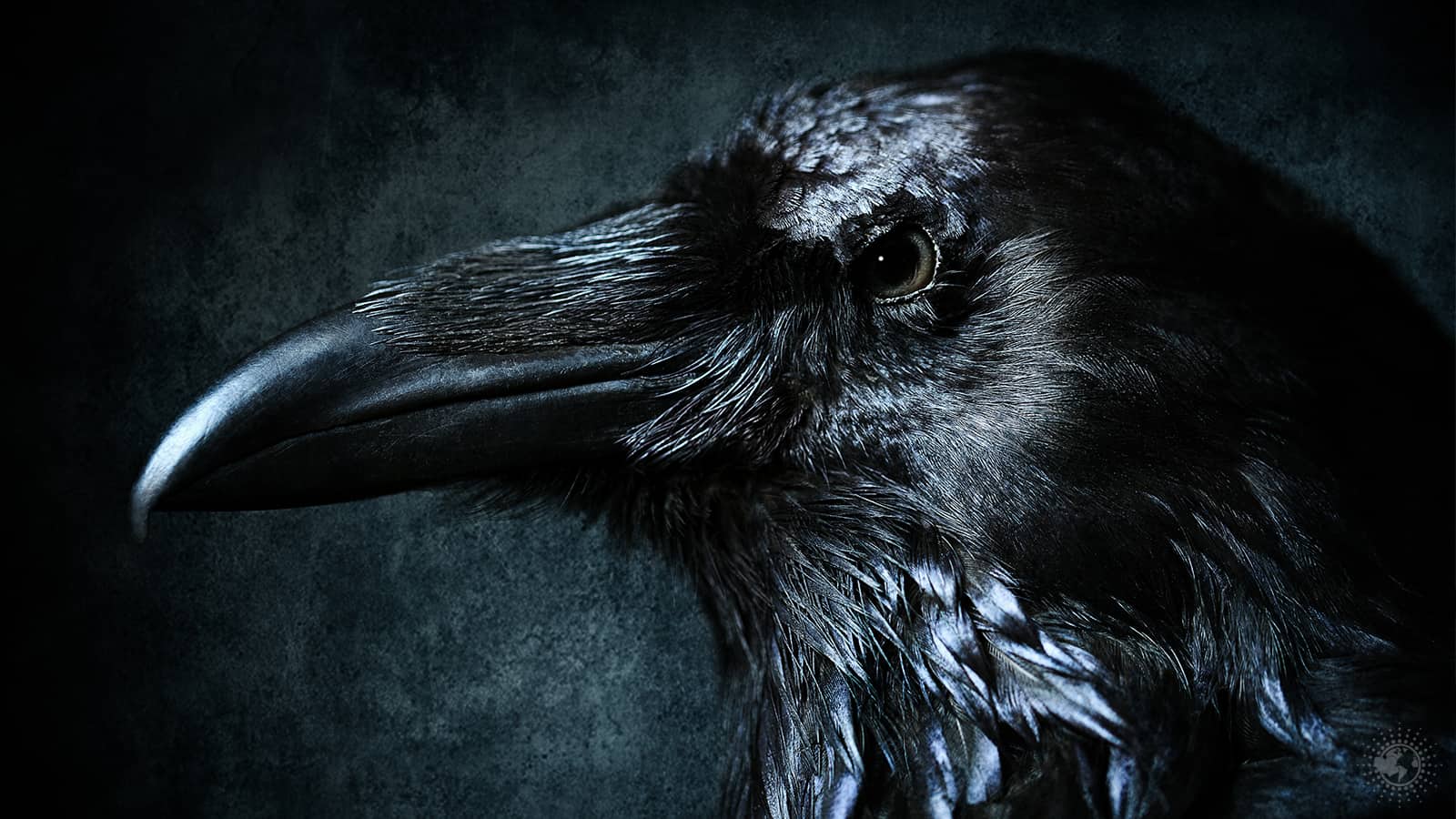 If You See Ravens Often, This Might Be Why